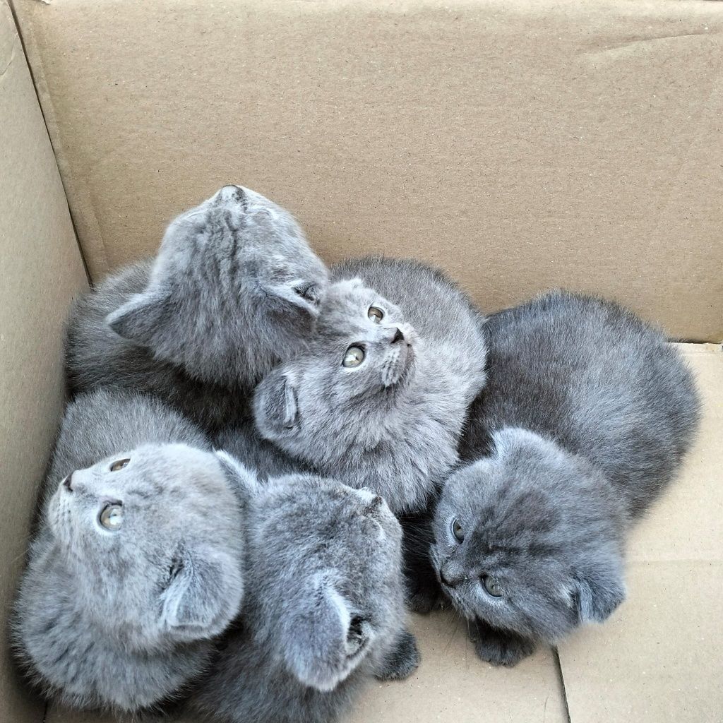 Pisică British blue