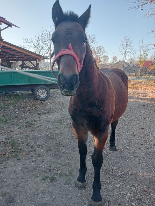 Mânz de 6 luni blând