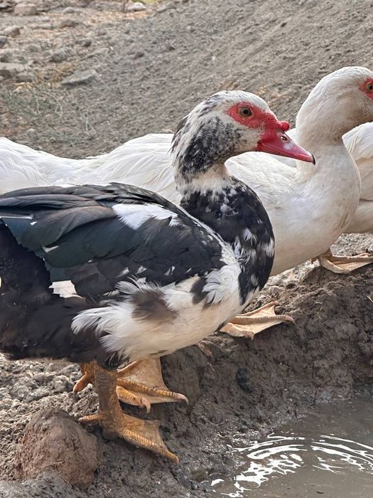 #самаркандда сотилади