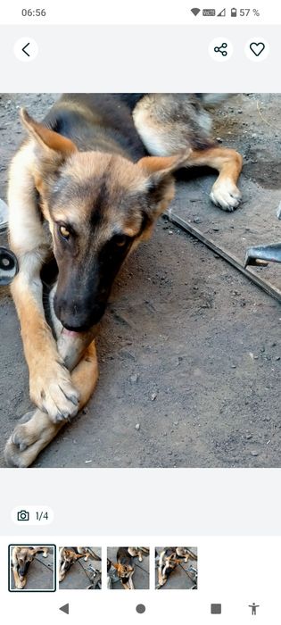 Продамнемецкая собака девочка