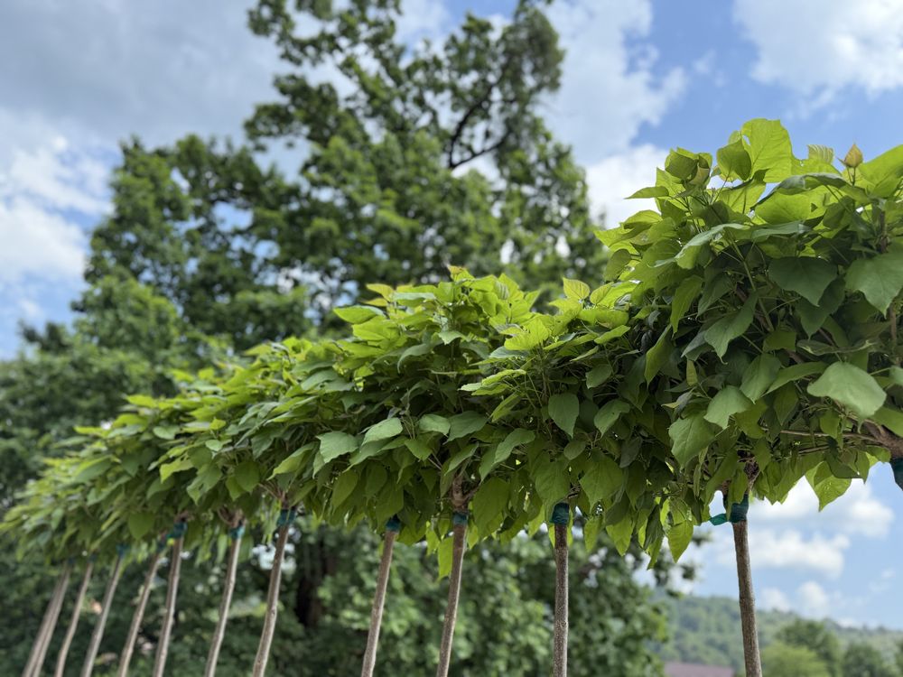 Vand plante ornamentale calitate extra