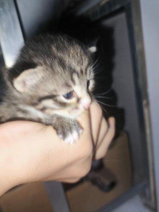 Отдам котят по 5000 тг