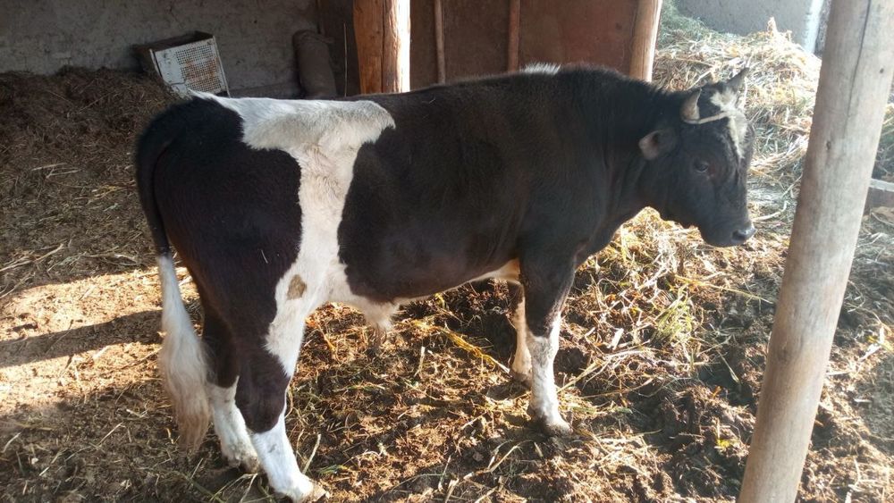 Buqa sotiladi yeb ichishi yaxshi puli 23mln 500ming kelishamiz