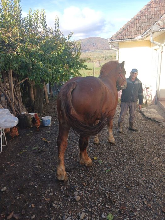 Vand manza varsta 3 ani