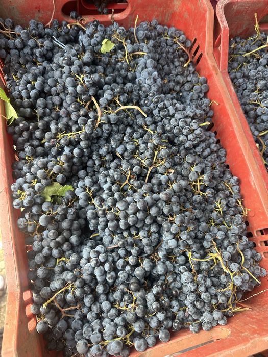 Struguri de vin!