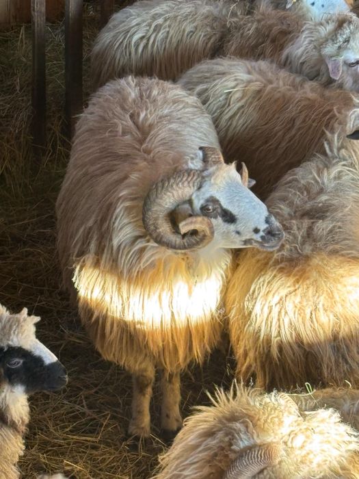 Berbec oachesa de 3 ani  900  Ron sau schimb pe o oaie!