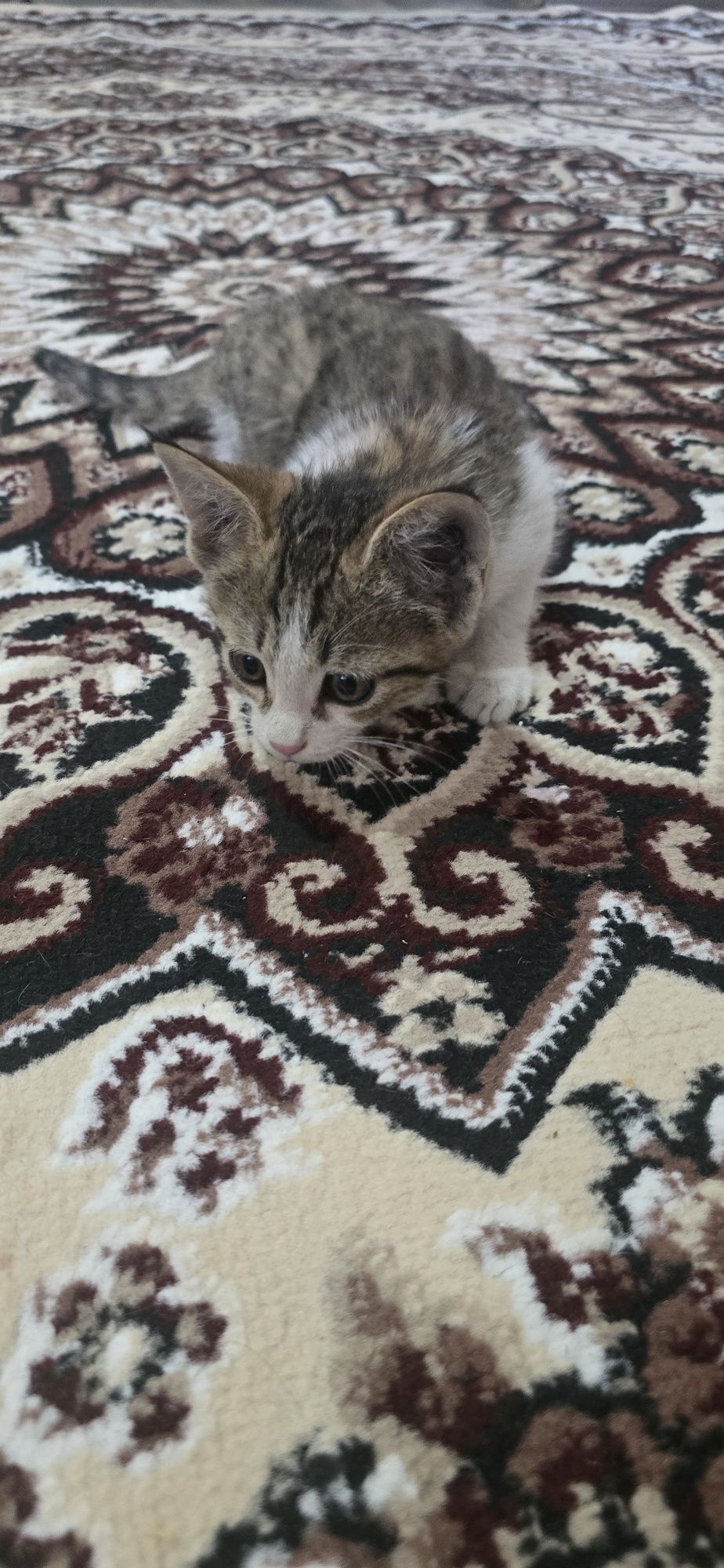 Отдам котят даром.