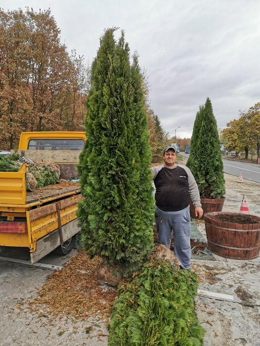 Tuia, brad, magnolia, mesteacăn, platan, tei, etc