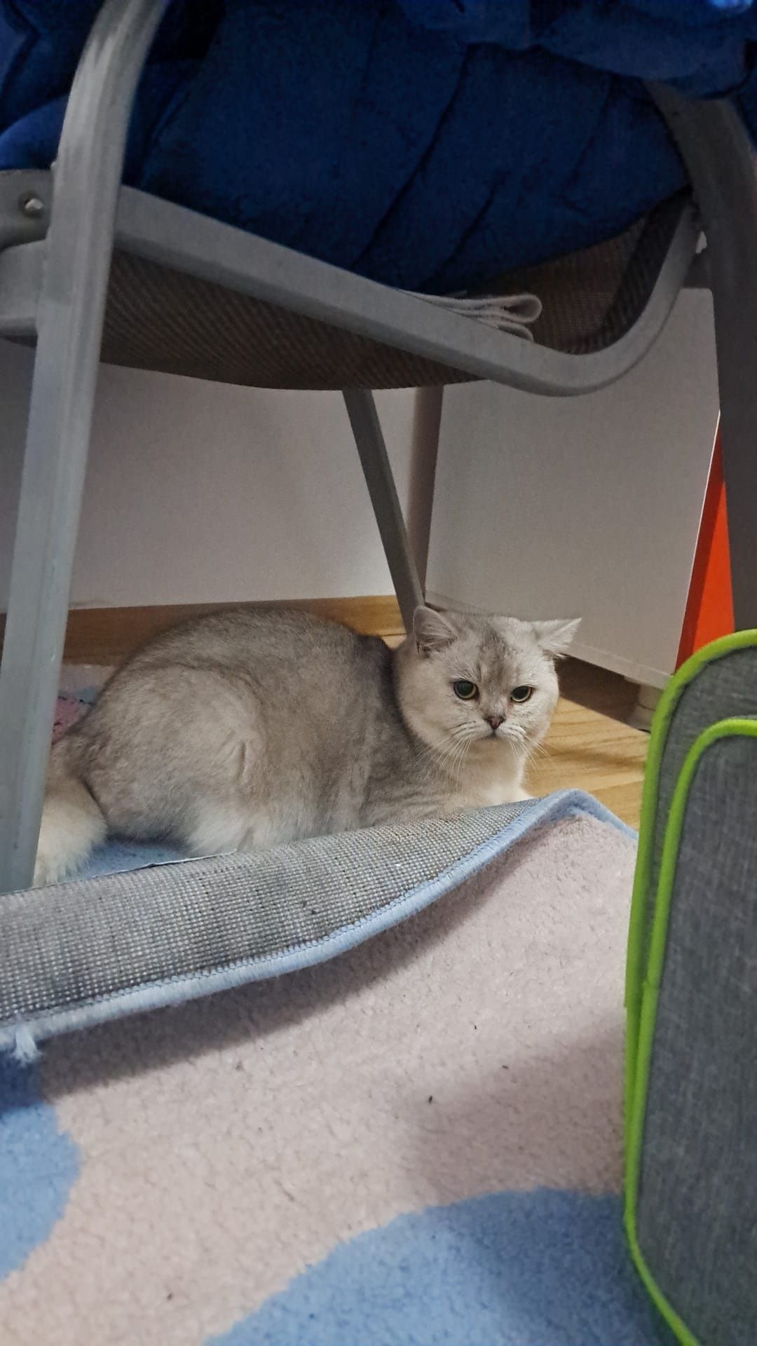 British shorthair chinchila(ns)Pedigree drept de monta!oferta luna Ma