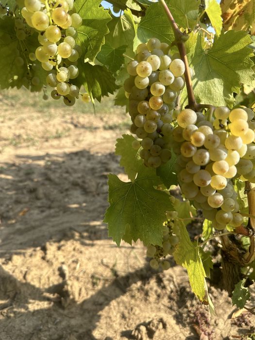 Struguri de vin Vrancea!!