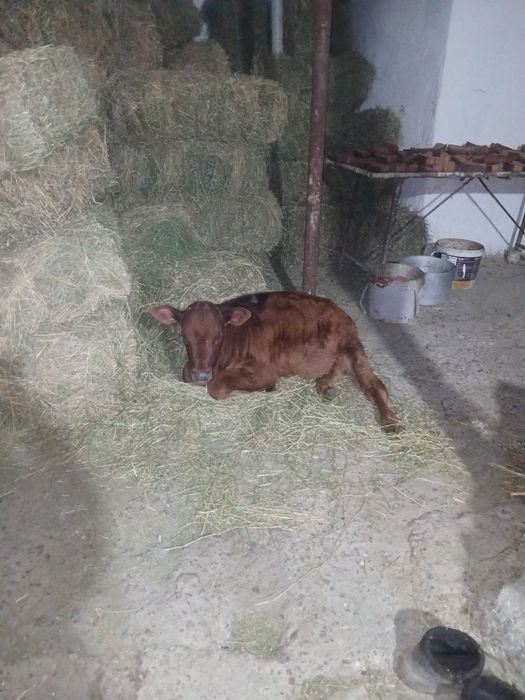 Ona bola sigir sotiladi