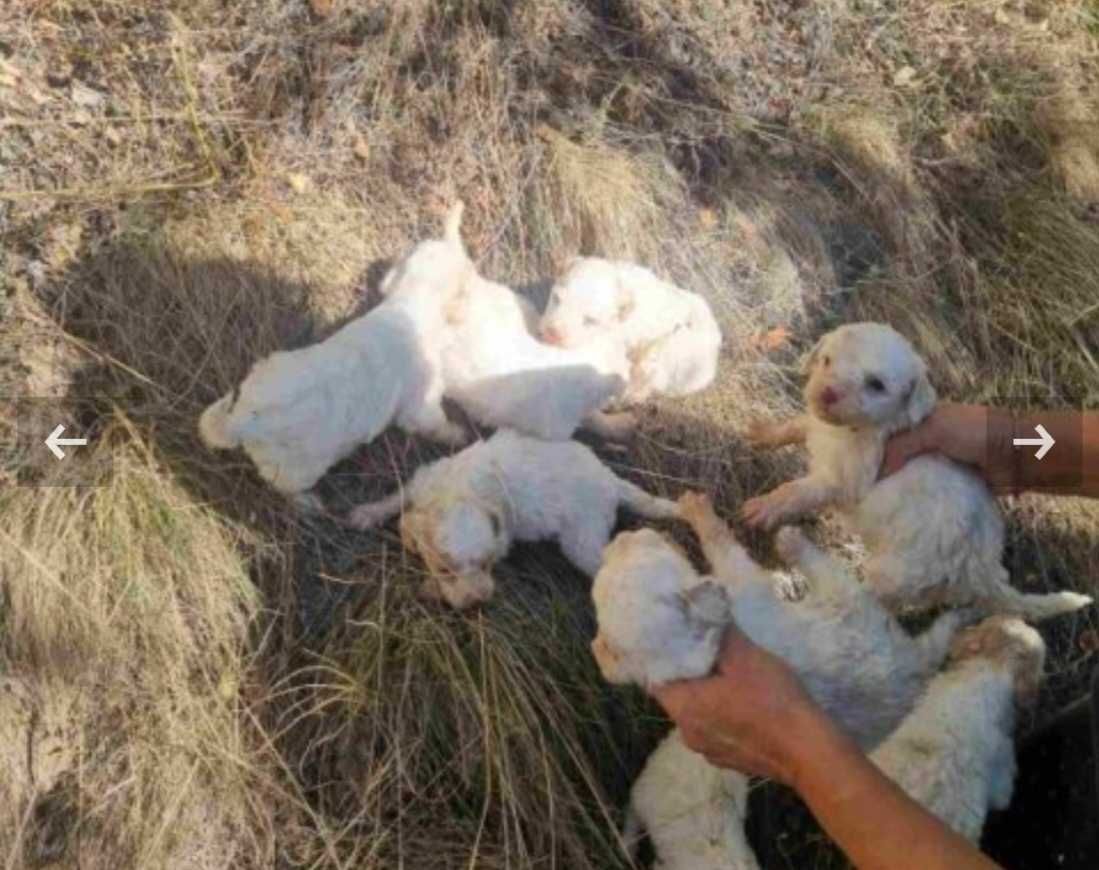 Кученца лагото романьоло