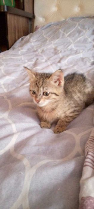 Маленькие котята