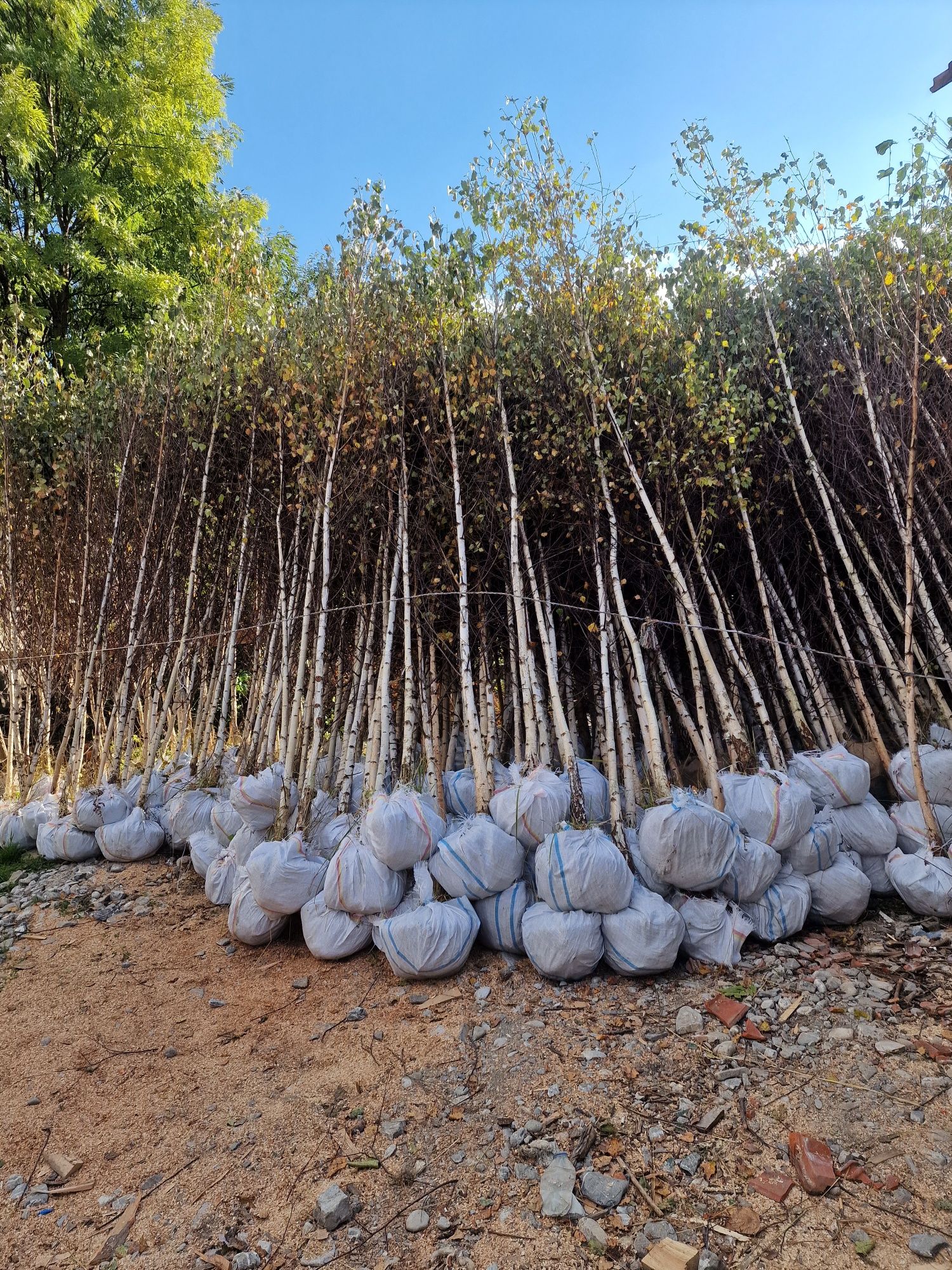 Lilandi Mesteacăn  photinia  prunus laur