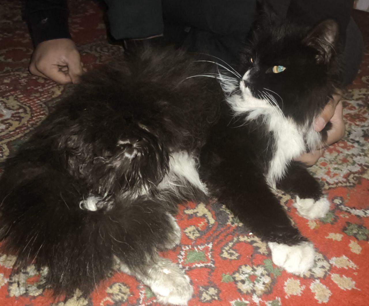 Norwegian forest mushugi