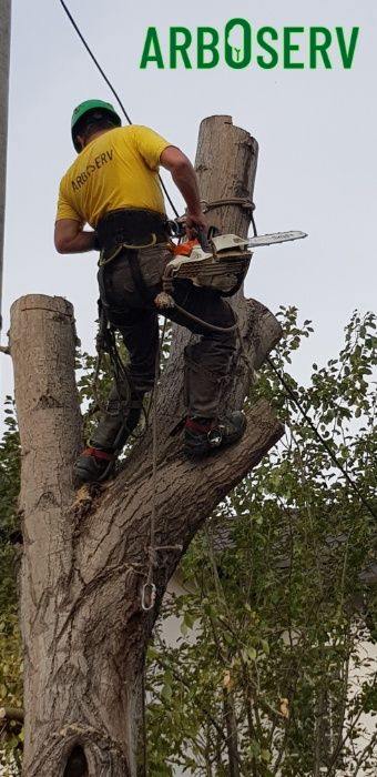 Taieri doborari si toaletari arbori copaci pomi orice dificultate