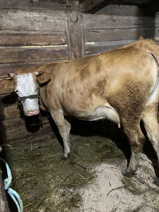 Vând vaca cu vițel