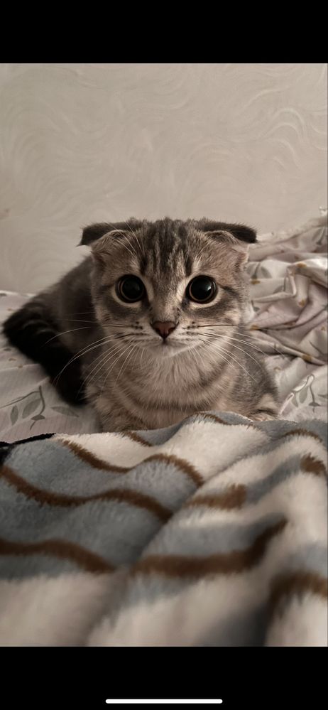 Продам шотланского котенка