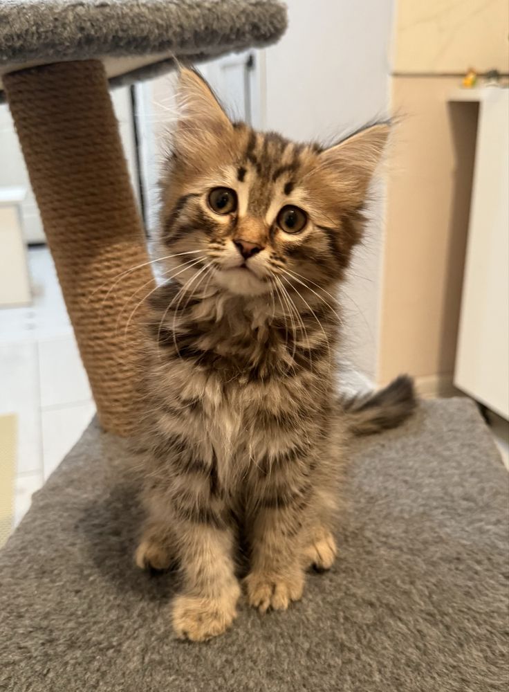 Котенок Кетс с документами!