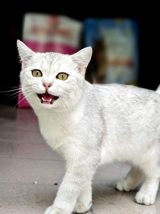 Shinshilla muwuk sotiladi