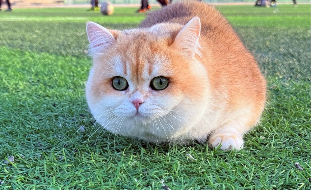 Вяскага залотой шиншила N12 радсловни бор тоза насл