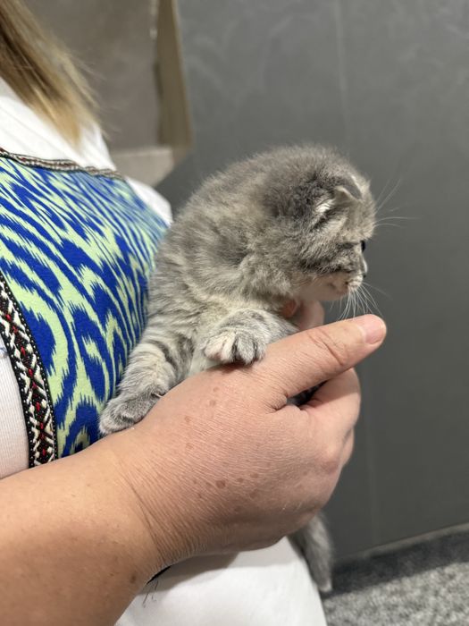 Котёнок Скотиш Фолд 1 месяц