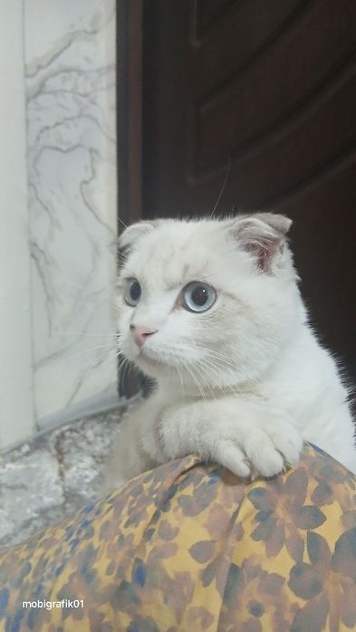Scottish Fold 4 oylik o'g'il narxi 150$
