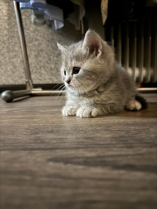 Милые котята продается