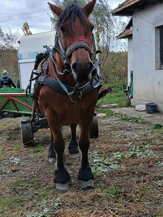 vand iapa gestanta, 7 ani