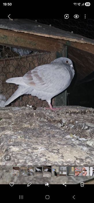 Vand porumbei voiajori