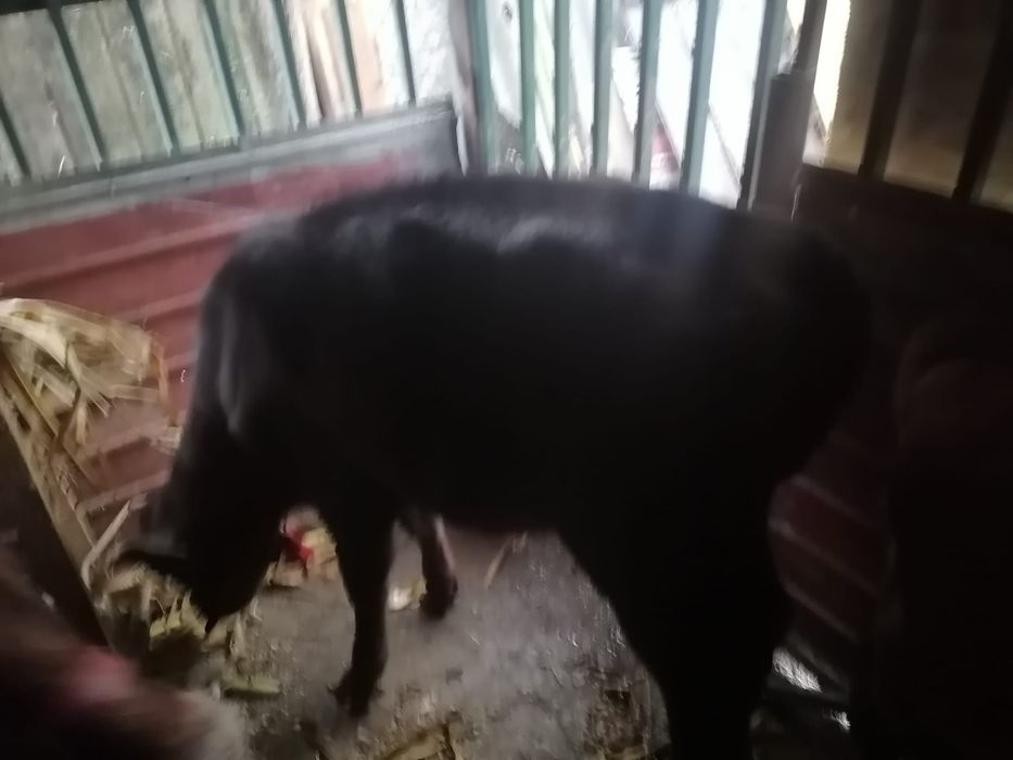 De vânzare o junică și doi viței