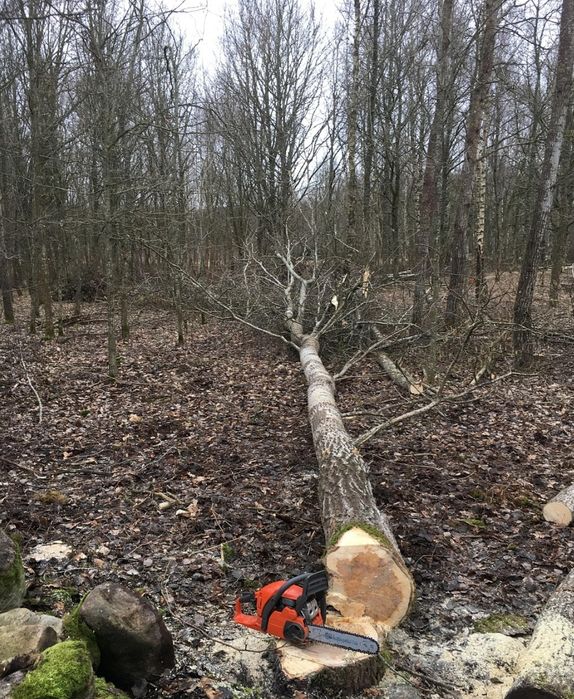 Ағаш отын кесеміз спил аваринных деревьев  дрова