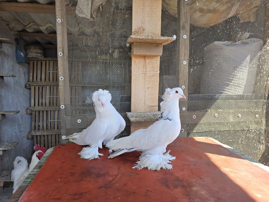 Pereche porumbei maghiari