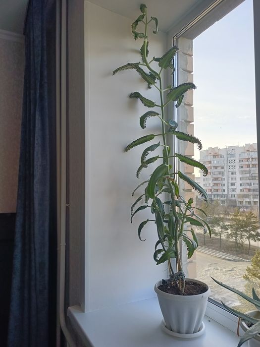 Каланхоэ, лечебное и декоративное растение, рост 1.6 см, район радиоза