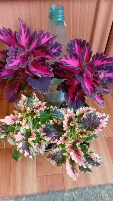 Продам   колеусы