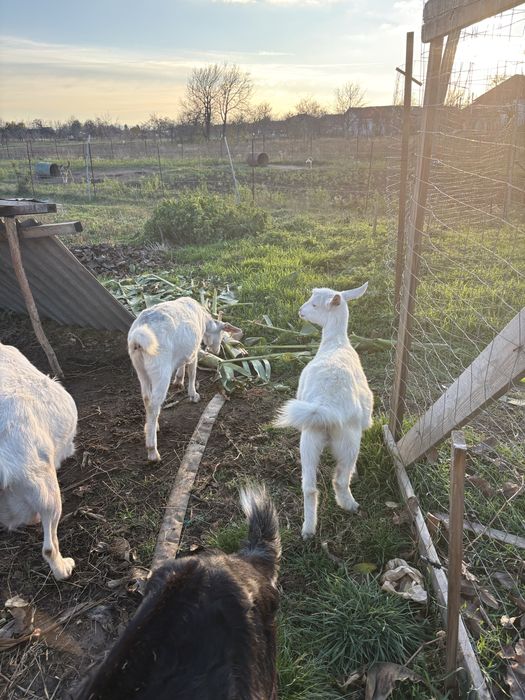 Iade de vanzare 400 bucata primu venit primu servit