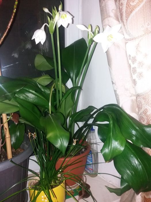 Комнатные цветы долларовое,женское  счастье  и т.д.