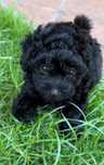 Pudel Caniche Toy cu pedigree