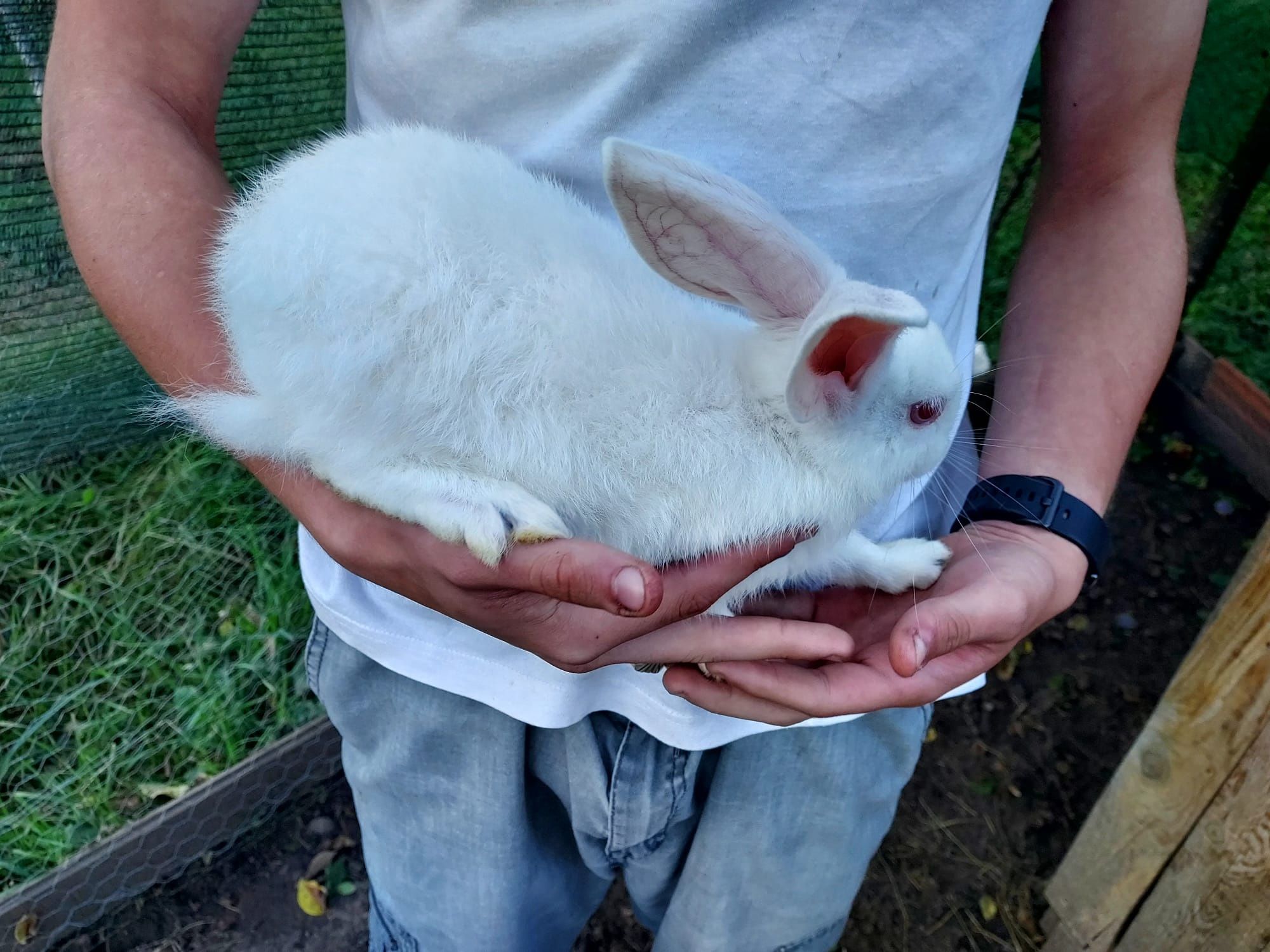 Vând pui de iepurași (iepuri albi cu ochii roșii)