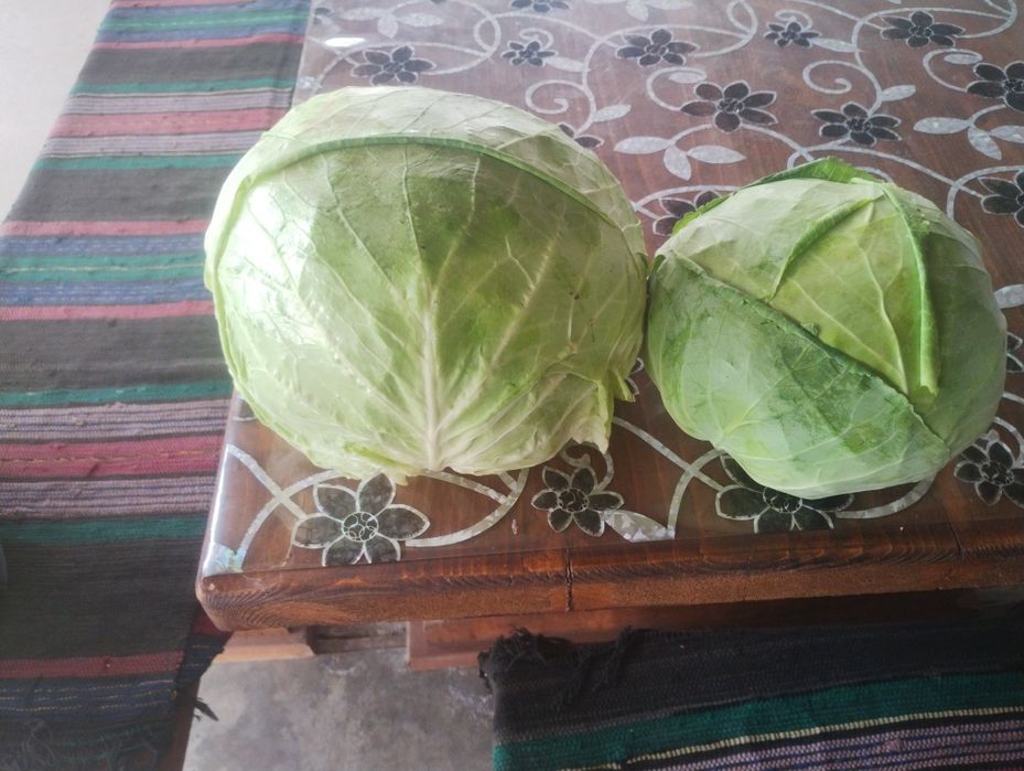 Зеле кьосе  истинско