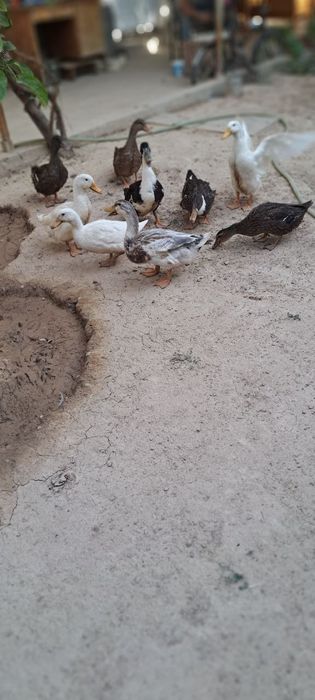 Uyda boqilgan ordaklar