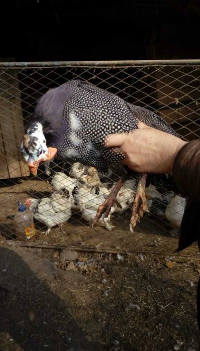 Продам домашних цесарок.