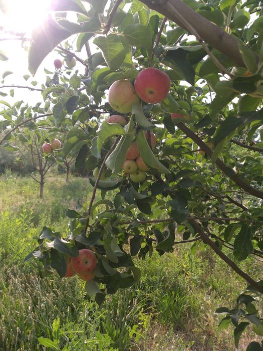 Уй сотилади 15000 Бука