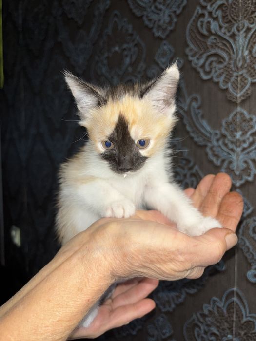 Отдам в хорошие руки котят