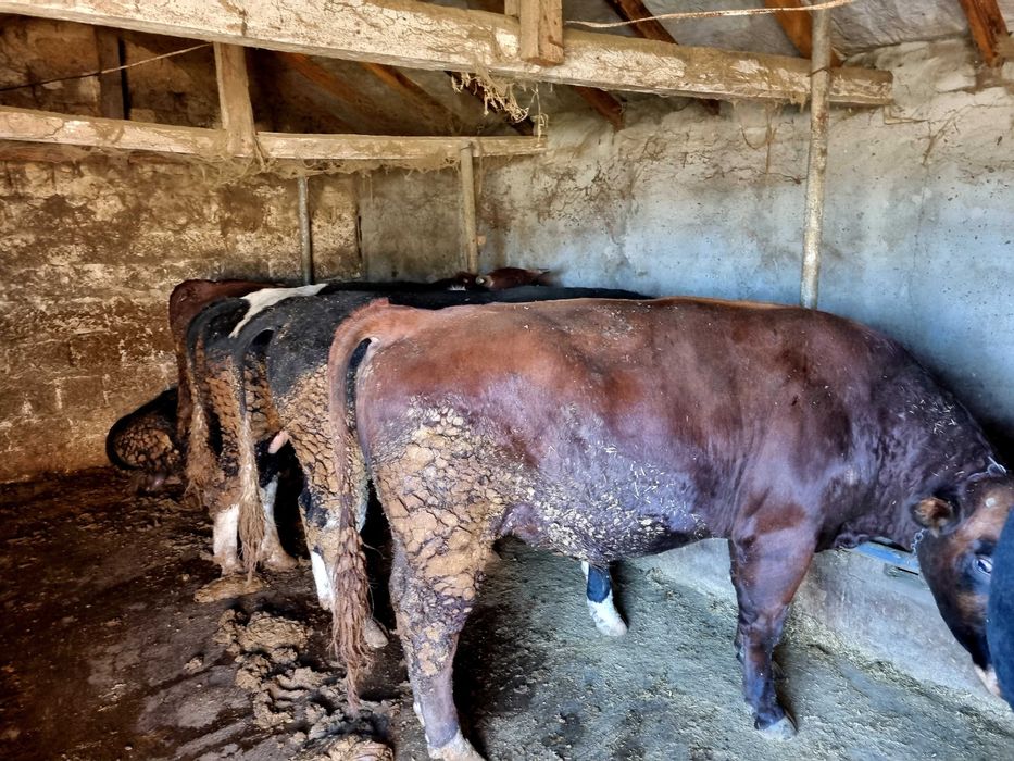 Мъжки угоени телета