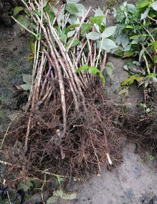 Butasi zmeur remontant Autumn  Bliss