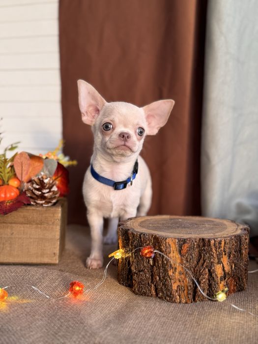 Продается щенок чихуахуа