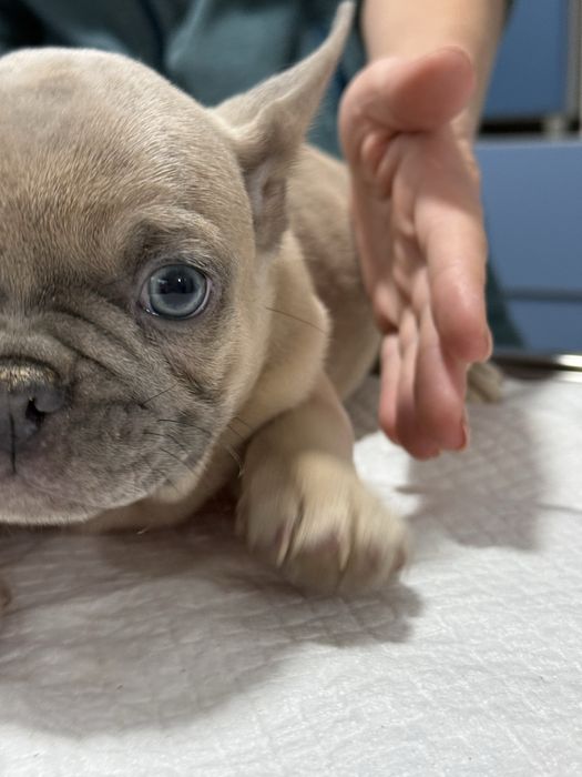 Bulldog Francez Lilac Fawn , ochi albastri, 2 luni