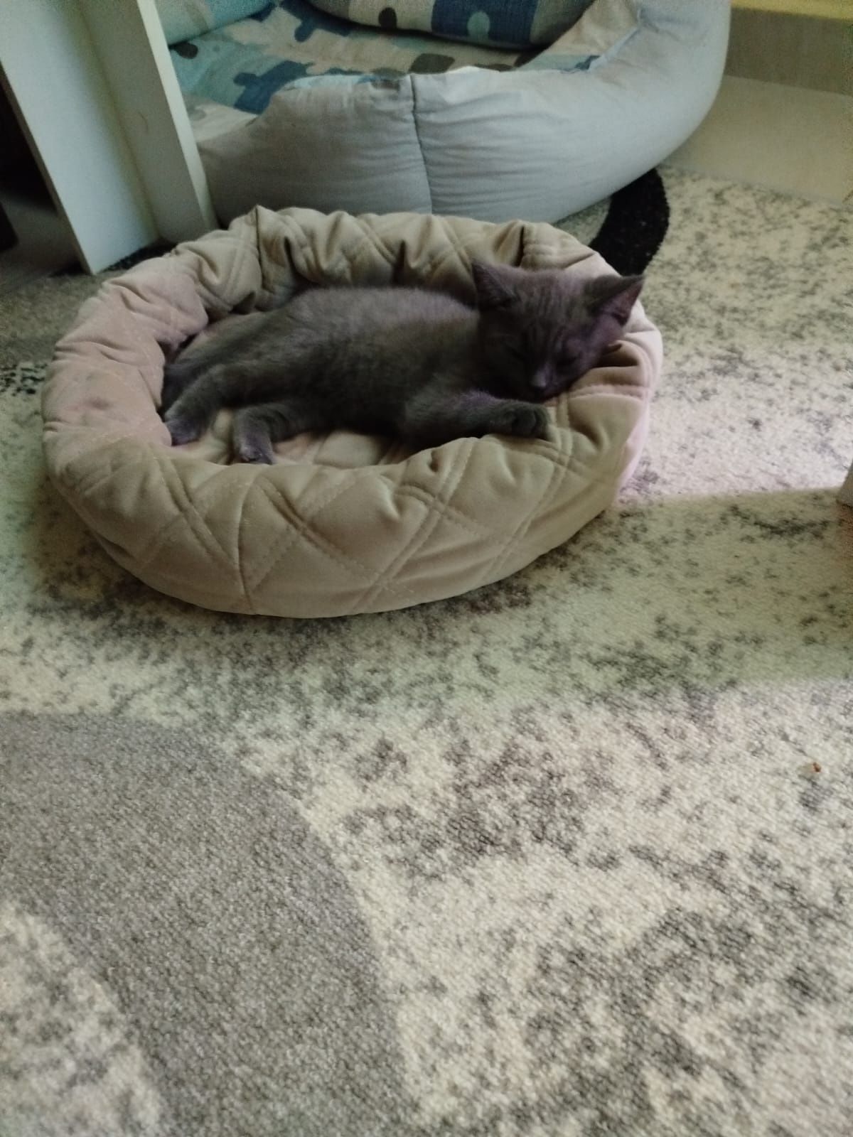 Британски котета
