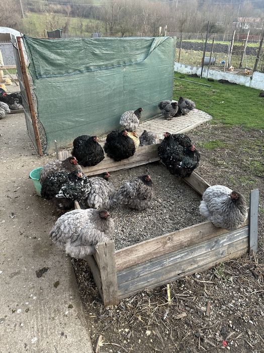 Familie cochinchina urias albastru